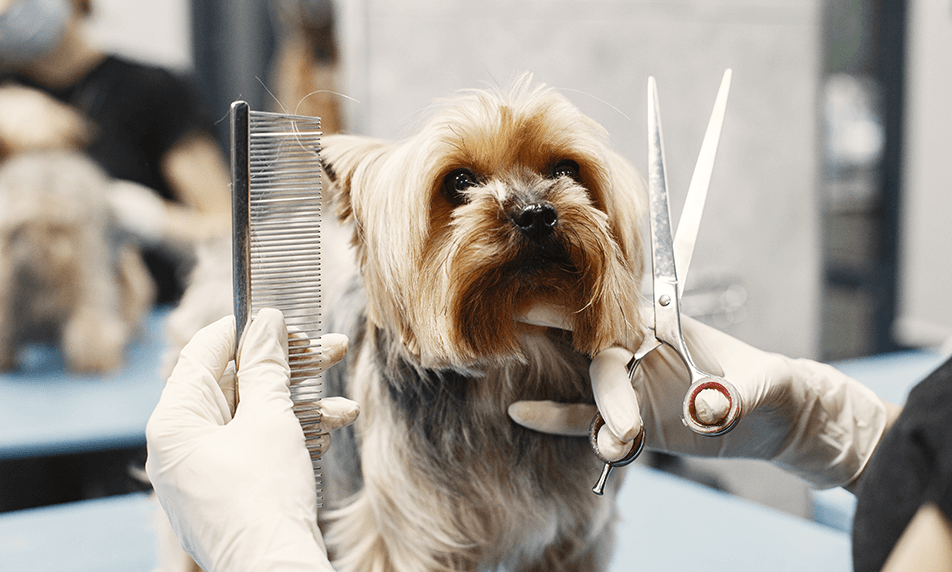 ¿Cómo hacer crecer tu negocio de artículos para veterinarios?